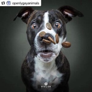 Erin Cahill Instagram - Happy Tuesday, Wonderful Ones!  Where are my animal lovers at?? 🐕 I found myself with a moment at work and had to share this with you. I belly laughed and hope it adds joy to your day also!  I can only imagine what our fur baby @crumpet_chronicles_ looks like going for airborne treats! (Full disclosure, sometimes the Instagram algorithm frustrates me a bit, but this was an account that came up in my feed and boy am I glad it did!!). #Repost @openlygayanimals 
・・・
These are so good 😭🐶 Which picture is your favorite⁉️
Credit & permission @vieler.photography