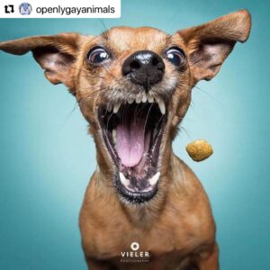 Erin Cahill Instagram - Happy Tuesday, Wonderful Ones!  Where are my animal lovers at?? 🐕 I found myself with a moment at work and had to share this with you. I belly laughed and hope it adds joy to your day also!  I can only imagine what our fur baby @crumpet_chronicles_ looks like going for airborne treats! (Full disclosure, sometimes the Instagram algorithm frustrates me a bit, but this was an account that came up in my feed and boy am I glad it did!!). #Repost @openlygayanimals 
・・・
These are so good 😭🐶 Which picture is your favorite⁉️
Credit & permission @vieler.photography
