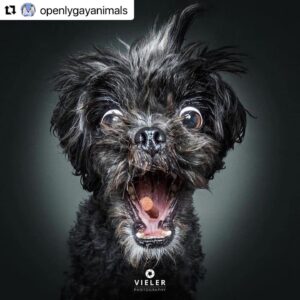 Erin Cahill Instagram - Happy Tuesday, Wonderful Ones!  Where are my animal lovers at?? 🐕 I found myself with a moment at work and had to share this with you. I belly laughed and hope it adds joy to your day also!  I can only imagine what our fur baby @crumpet_chronicles_ looks like going for airborne treats! (Full disclosure, sometimes the Instagram algorithm frustrates me a bit, but this was an account that came up in my feed and boy am I glad it did!!). #Repost @openlygayanimals 
・・・
These are so good 😭🐶 Which picture is your favorite⁉️
Credit & permission @vieler.photography