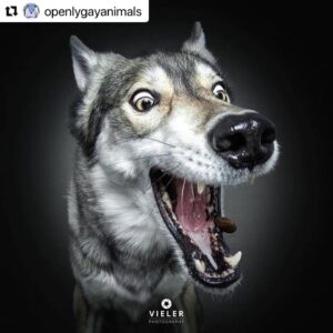 Erin Cahill Instagram - Happy Tuesday, Wonderful Ones!  Where are my animal lovers at?? 🐕 I found myself with a moment at work and had to share this with you. I belly laughed and hope it adds joy to your day also!  I can only imagine what our fur baby @crumpet_chronicles_ looks like going for airborne treats! (Full disclosure, sometimes the Instagram algorithm frustrates me a bit, but this was an account that came up in my feed and boy am I glad it did!!). #Repost @openlygayanimals 
・・・
These are so good 😭🐶 Which picture is your favorite⁉️
Credit & permission @vieler.photography