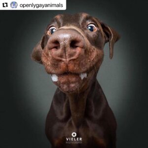 Erin Cahill Instagram - Happy Tuesday, Wonderful Ones!  Where are my animal lovers at?? 🐕 I found myself with a moment at work and had to share this with you. I belly laughed and hope it adds joy to your day also!  I can only imagine what our fur baby @crumpet_chronicles_ looks like going for airborne treats! (Full disclosure, sometimes the Instagram algorithm frustrates me a bit, but this was an account that came up in my feed and boy am I glad it did!!). #Repost @openlygayanimals 
・・・
These are so good 😭🐶 Which picture is your favorite⁉️
Credit & permission @vieler.photography
