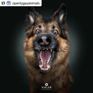 Erin Cahill Instagram - Happy Tuesday, Wonderful Ones!  Where are my animal lovers at?? 🐕 I found myself with a moment at work and had to share this with you. I belly laughed and hope it adds joy to your day also!  I can only imagine what our fur baby @crumpet_chronicles_ looks like going for airborne treats! (Full disclosure, sometimes the Instagram algorithm frustrates me a bit, but this was an account that came up in my feed and boy am I glad it did!!). #Repost @openlygayanimals 
・・・
These are so good 😭🐶 Which picture is your favorite⁉️
Credit & permission @vieler.photography