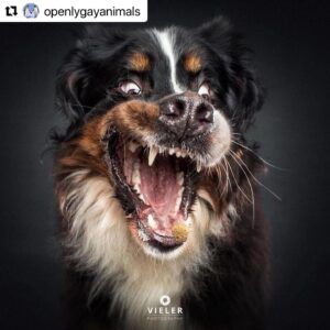 Erin Cahill Instagram - Happy Tuesday, Wonderful Ones!  Where are my animal lovers at?? 🐕 I found myself with a moment at work and had to share this with you. I belly laughed and hope it adds joy to your day also!  I can only imagine what our fur baby @crumpet_chronicles_ looks like going for airborne treats! (Full disclosure, sometimes the Instagram algorithm frustrates me a bit, but this was an account that came up in my feed and boy am I glad it did!!). #Repost @openlygayanimals 
・・・
These are so good 😭🐶 Which picture is your favorite⁉️
Credit & permission @vieler.photography