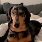 Erin Barnett Instagram - Think of a caption for this reel. Comment below! 😜 #dachshund #familytimes #cutiesss