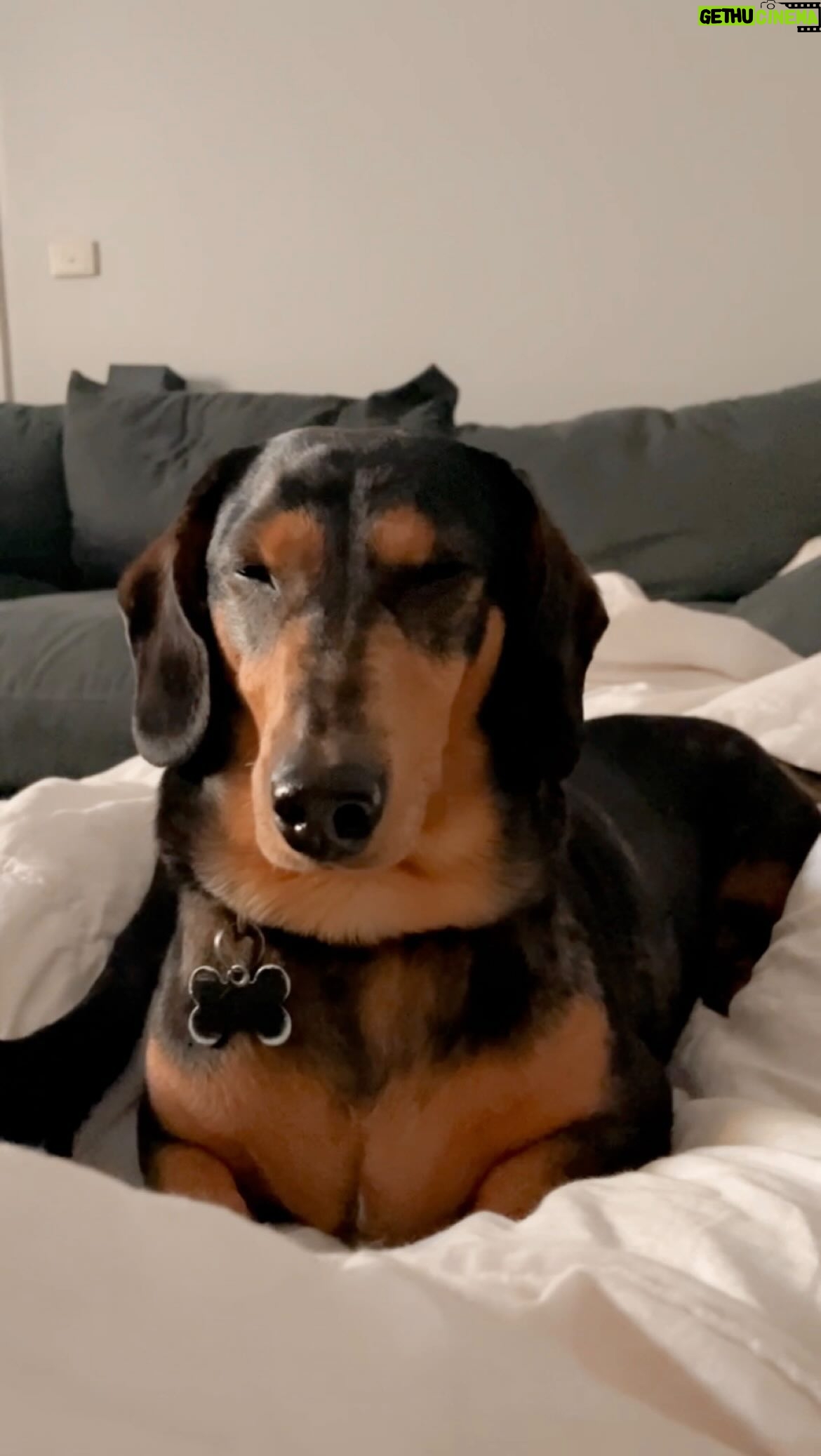 Erin Barnett Instagram - Think of a caption for this reel. Comment below! 😜 #dachshund #familytimes #cutiesss