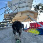 Erin Krakow Instagram - 🎾🌼🧩🐶🫖🌈