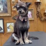 Erin Krakow Instagram - This gorgeous guy got groomed! Thank you @jessronagrooming for giving Willoughby the celeb treatment! 🐾🤩 And as always, thanks @tobiessmalldogrescue for all the work you do - but most importantly thank you for our little gentleman.