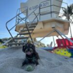 Erin Krakow Instagram - 🎾🌼🧩🐶🫖🌈
