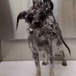 Erin Krakow Instagram - Willoughby enjoyed a luxurious spa day with @jessronagrooming and this ASMR video of his experience is what my dreams are made of🐩🚿🧼