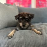 Erin Krakow Instagram - Happy #NationalRescueDogDay Willoughby! 😍 Thank you @tobiessmalldogrescue for the best boy!