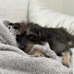 Erin Krakow Instagram - Willoughby says goodnight. 🐾 💤