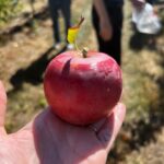 Erin Richards Instagram - 🎵Could you be…the most beautiful apple in the world. #princeapple