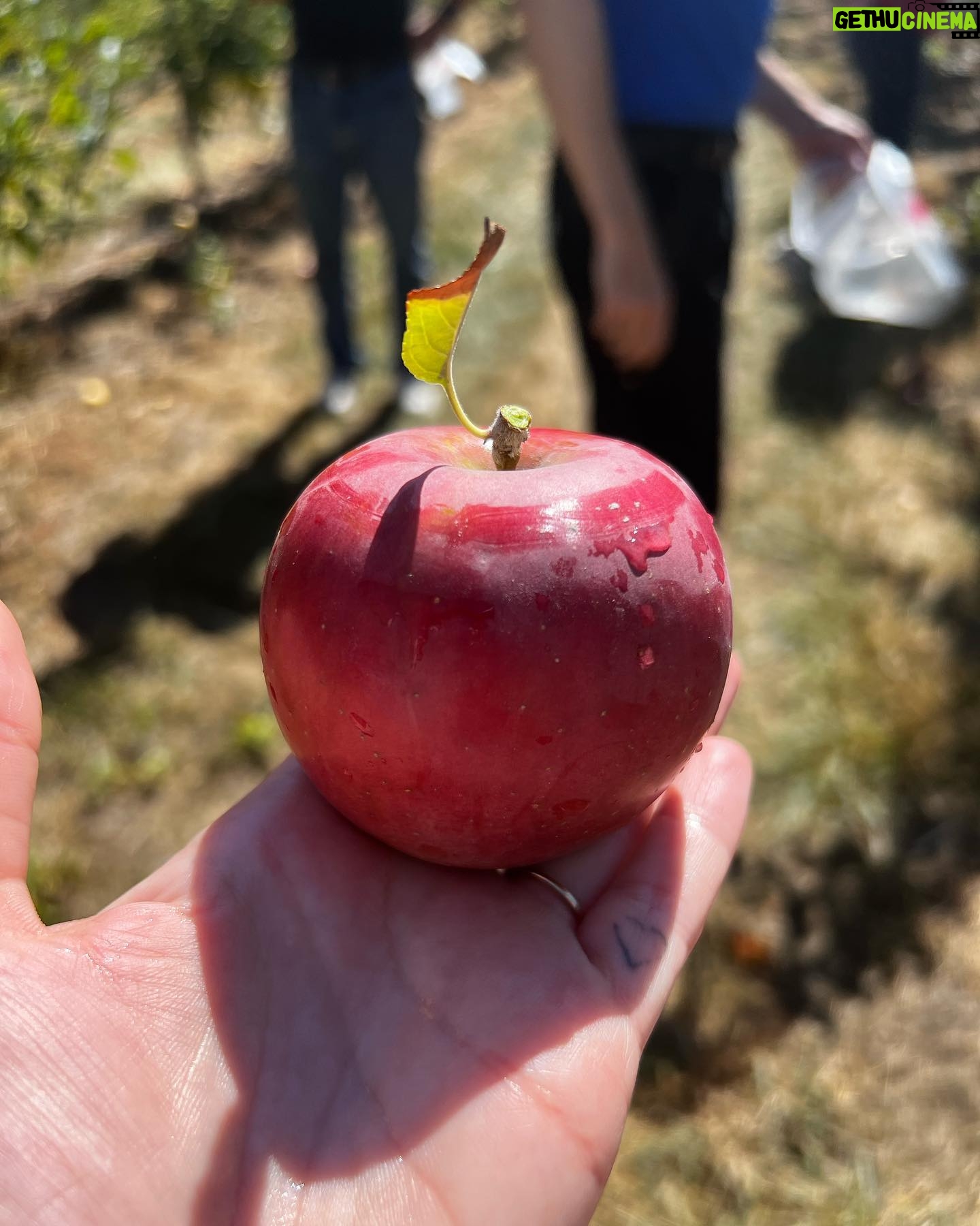 Erin Richards Instagram - šµCould you beā¦the most beautiful apple in the world. #princeapple