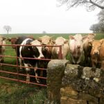 Erin Richards Instagram - Fallen in love with these gentle giants. I pass them every day on my way to work. ❤️🐮❤️ …insert joke about me making a moo-vie.