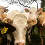 Erin Richards Instagram - Fallen in love with these gentle giants. I pass them every day on my way to work. ❤️🐮❤️ …insert joke about me making a moo-vie.