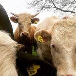 Erin Richards Instagram - Fallen in love with these gentle giants. I pass them every day on my way to work. ❤️🐮❤️ …insert joke about me making a moo-vie.