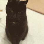 Erin Richards Instagram - Goodbye Littles, you were the best kitty ever. Such a gentle soul. 💔