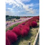 Erina Mano Instagram - ひたち海浜公園のコスモスとコキア🫧 コキアの見頃は少し過ぎてしまっていたけど 初めて見に行けて嬉しかった🤭 . . この日のことはオレンジページnetでの連載 「ふたりごはん日記」に書いています！ テーマは休日のお出かけと夕飯🍛 読んでもらえたら嬉しいです🍊 連載記事のリンクはプロフィールのハイライト 「オレンジページ」にまとめてあります！ . . 皆さんはカレーを作る時のポイントや隠し味ありますか？💭 . . ニット　@diagramofficial デニム　@majeparis #ひたち海浜公園 #コキア #コスモス #お出かけ #カレーライス #休日 #私服　 #カメラ散歩