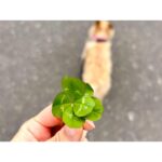 Erina Mano Instagram - 昨日ストーリーに載せた六つ葉のクローバー🍀 今まで五つ葉までは見つけたことあったけど 六枚は初めてだったから本当にびっくり！！ . . 六つ葉を見つけたことのあるフォロワーさんからの 本に挟んで乾燥させました！ってメッセージを見て 私もそうしよう！！と思い、今絶賛本に挟み中📕🍀 . . すっかり日常になったいつもの散歩道で 普段あまり見ないところをふと見たらみつけたから 物事や考え方の視点もたまには変えてみるのって大事なのかな〜。 と、六つ葉を見つけたことからなんとなく自分で変換してみたり💭 毎日自分にとって小さな幸せを見つけられたらいいよね！！🫧 #クローバー #🍀 #六つ葉のクローバー #散歩道 #思ったこと #小さな幸せ