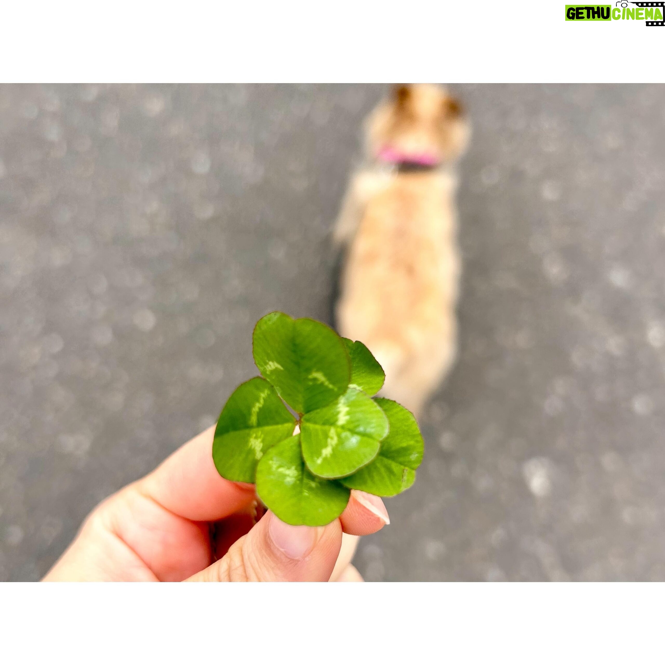 Erina Mano Instagram - 昨日ストーリーに載せた六つ葉のクローバー🍀 今まで五つ葉までは見つけたことあったけど 六枚は初めてだったから本当にびっくり!! . . 六つ葉を見つけたことのあるフォロワーさんからの 本に挟んで乾燥させました!ってメッセージを見て 私もそうしよう!!と思い、今絶賛本に挟み中📕🍀 . . すっかり日常になったいつもの散歩道で 普段あまり見ないところをふと見たらみつけたから 物事や考え方の視点もたまには変えてみるのって大事なのかな〜。 と、六つ葉を見つけたことからなんとなく自分で変換してみたり💭 毎日自分にとって小さな幸せを見つけられたらいいよね!!🫧 #クローバー #🍀 #六つ葉のクローバー #散歩道 #思ったこと #小さな幸せ