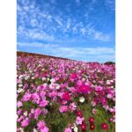 Erina Mano Instagram - ひたち海浜公園のコスモスとコキア🫧 コキアの見頃は少し過ぎてしまっていたけど 初めて見に行けて嬉しかった🤭 . . この日のことはオレンジページnetでの連載 「ふたりごはん日記」に書いています！ テーマは休日のお出かけと夕飯🍛 読んでもらえたら嬉しいです🍊 連載記事のリンクはプロフィールのハイライト 「オレンジページ」にまとめてあります！ . . 皆さんはカレーを作る時のポイントや隠し味ありますか？💭 . . ニット　@diagramofficial デニム　@majeparis #ひたち海浜公園 #コキア #コスモス #お出かけ #カレーライス #休日 #私服　 #カメラ散歩