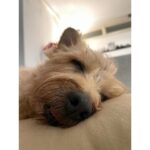 Erina Mano Instagram - 兄わんこ🐶 9歳になりました🎂🎉 毎日元気でいてくれて嬉しいし 甘えん坊のくっつき虫でかまってちゃんな兄わんこが 毎日毎日愛おしいし本当に可愛いです！！！🤎 . . もう9歳かぁ〜！と思ってしまうけど、まだまだ9歳！！！ 元気に走り回るし食い意地は我が家で1番🍚🍚🍚 この先も長生きしてもらえるように 毎日楽しい時間をたくさん過ごします✨ . . 3月から5月は我が家は誕生日ラッシュです🤭 #愛犬 #犬のいる暮らし #誕生日おめでとう #大好き