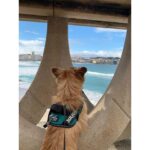Erina Mano Instagram - 夫の移籍先が決まりました🇯🇵 それに伴いスペインでの生活を終え日本へ帰国しました。 . . スペインでの生活が始まったころは 日本との違いに慣れるのに時間がかかったけど 1日1日を共に過ごしていくうちに スペインの文化に慣れていき 自分たちが大切にしたいことも見えてきて 少しずつ私たちの日常が出来上がり気がつけば5年。 いつも夫の試合にフォーカスを当てて そこに向かって共に毎日を過ごし 私も毎試合応援しながら 嬉しい。悔しい。諦めないぞ！って いろいろな感情を抱いていたら本当に1年があっという間で 5年もいたんだ！と振り返ってみてびっくりです。 たくさんの思い出がありすぎて スペインを離れるときは少し寂しくなりました🥲 寂しいと思えるくらいスペインを好きになれてよかったです！🇪🇸 . . この5年間で色々なことを学んだし たくさんのことに気付けたし 異国の地で2人で多くのことを乗り越えてきたから これから先どこに行っても大丈夫！！ と、強く思えるようになりました✨ . . 新しく始まる日本での暮らし。 まずは生活をするためにいろいろ揃えたり手続きをしたり 準備をしなきゃいけないことがたくさんで 少しバタバタしそうですが楽しみな気持ちでいっぱい😊 早く試合も観に行きたいな！⚽️ そして、今までと変わらず 夫のサポートを続けていきながら 仕事の方も頑張っていきたいと思っています！ これからもあたたかく見守っていただけたら嬉しいです！😌 . . どの写真を載せるかものすごく悩んだけど スペインで夫が在籍していたチームのスタジアムと 私のお気に入りのスポットと それぞれの地でのお散歩写真にしてみました🏟️🐶🐶
