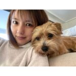 Erina Mano Instagram - 弟わんこ🐶 3歳になりました🎂🎉✨👏🏻 相変わらずパワフルでやんちゃだけど 最近はふとしたときに甘えてくることも増えて いろいろな一面を見せてくれるのが本当に愛おしい🤍 この1年も毎日元気に過ごしてくれますように！！ . . 誕生日プレゼントは 大好きなKONGのテニスボール3個セット🎾🎾🎾 数日でもう音が鳴らなくなったけど 投げると嬉しそうに追いかけて持ってきてくれます🤭 #愛犬 #犬のいる暮らし #誕生日おめでとう #大好き