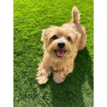 Erina Mano Instagram - 弟わんこ🐶 3歳になりました🎂🎉✨👏🏻 相変わらずパワフルでやんちゃだけど 最近はふとしたときに甘えてくることも増えて いろいろな一面を見せてくれるのが本当に愛おしい🤍 この1年も毎日元気に過ごしてくれますように！！ . . 誕生日プレゼントは 大好きなKONGのテニスボール3個セット🎾🎾🎾 数日でもう音が鳴らなくなったけど 投げると嬉しそうに追いかけて持ってきてくれます🤭 #愛犬 #犬のいる暮らし #誕生日おめでとう #大好き