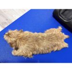 Erina Mano Instagram - 弟わんこ🐶 3歳になりました🎂🎉✨👏🏻 相変わらずパワフルでやんちゃだけど 最近はふとしたときに甘えてくることも増えて いろいろな一面を見せてくれるのが本当に愛おしい🤍 この1年も毎日元気に過ごしてくれますように！！ . . 誕生日プレゼントは 大好きなKONGのテニスボール3個セット🎾🎾🎾 数日でもう音が鳴らなくなったけど 投げると嬉しそうに追いかけて持ってきてくれます🤭 #愛犬 #犬のいる暮らし #誕生日おめでとう #大好き