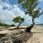Estelle Lefébure Instagram - Surnommée l’Île Verte , l’Île de Pemba est un lieu unique .J’y ai notamment eu la chance de rencontrer ces femmes formidables qui cultivent les algues et d’y découvrir un marché regorgeant de fruits et d’épices comme cette noix de muscade encore dans son fruit . #ponant #expeditioncruise #PONANTExplorations #instantponant #collab