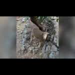 Estelle Lefébure Instagram – Retour sur un week-end de folie : Part 1
MERCI mes amis 
@aerodroner #valerie  @gwenflag @jeanico2023 @tribubulles 
#teamphilippines 
Miss you @jarrytypique 

#plongée 
#scubadiving 
#naturelovers 
#presquiledegiens