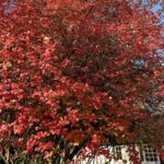 Estelle Lefébure Instagram – Pas besoin de filtres 

Bon week end à vous tous 🧡

#naturelovers 
#automne 
#mesracines