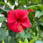 Estelle Lefébure Instagram - Surnommée l’Île Verte , l’Île de Pemba est un lieu unique .J’y ai notamment eu la chance de rencontrer ces femmes formidables qui cultivent les algues et d’y découvrir un marché regorgeant de fruits et d’épices comme cette noix de muscade encore dans son fruit . #ponant #expeditioncruise #PONANTExplorations #instantponant #collab