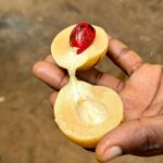 Estelle Lefébure Instagram - Surnommée l’Île Verte , l’Île de Pemba est un lieu unique .J’y ai notamment eu la chance de rencontrer ces femmes formidables qui cultivent les algues et d’y découvrir un marché regorgeant de fruits et d’épices comme cette noix de muscade encore dans son fruit . #ponant #expeditioncruise #PONANTExplorations #instantponant #collab