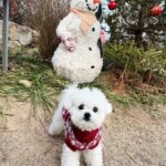 Eun Ji Instagram - 미리크리스ㅁ ㅏ스🎄