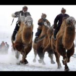 Eva Röse Instagram - Alla som vill gissa min nästa expedition räcker upp en hand. Eller skriver en caption. Det lär bli en strapats, och jag behöver er hjälp för ett högre syfte. Återkommer. En sk cliffhanger osv. 🗺️🐫❄️