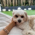 Eva Zapico Instagram - Life update 🫶🏽🍝🐶👯‍♀️🍉
