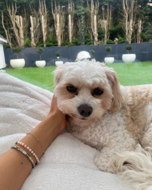 Eva Zapico Instagram - Life update 🫶🏽🍝🐶👯‍♀️🍉