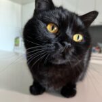 Eve Hewson Instagram – spicy luna roll 🍣🐈‍⬛🖤