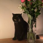 Eve Hewson Instagram – spicy luna roll 🍣🐈‍⬛🖤