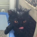 Eve Hewson Instagram – spicy luna roll 🍣🐈‍⬛🖤