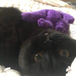 Eve Hewson Instagram – spicy luna roll 🍣🐈‍⬛🖤