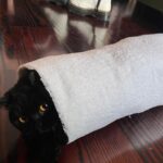 Eve Hewson Instagram – spicy luna roll 🍣🐈‍⬛🖤