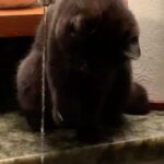 Eve Hewson Instagram – spicy luna roll 🍣🐈‍⬛🖤