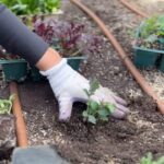 Eve Torres Instagram - Thank you @coastal_homestead for helping us celebrate our birthday girl @vicgracie. We had the joy of planting seedlings and intentions for her next decade of life, prepping her garden for spring, and gained so much knowledge along the way. It was a great way to get our hands dirty for someone who is always willing to get in the trenches for us. 🌱💚