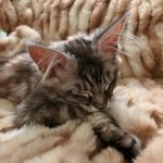 Evelina Instagram – miau <3
philomena taii esim phil
maine coon
hemo söpö kissa
just a baby