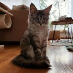 Evelina Instagram – miau <3
philomena taii esim phil
maine coon
hemo söpö kissa
just a baby