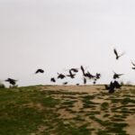 Ever Anderson Instagram - freedom from the eyes of birds taken by me ❤️‍🔥