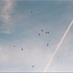 Ever Anderson Instagram – “birds”